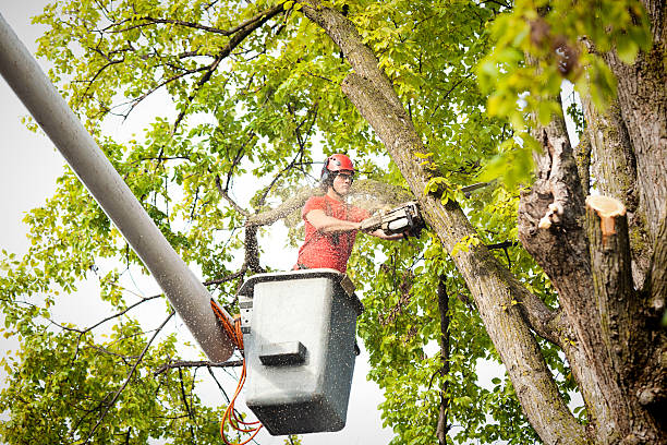 Professional Tree Removal Services in Dover Beaches South, NJ